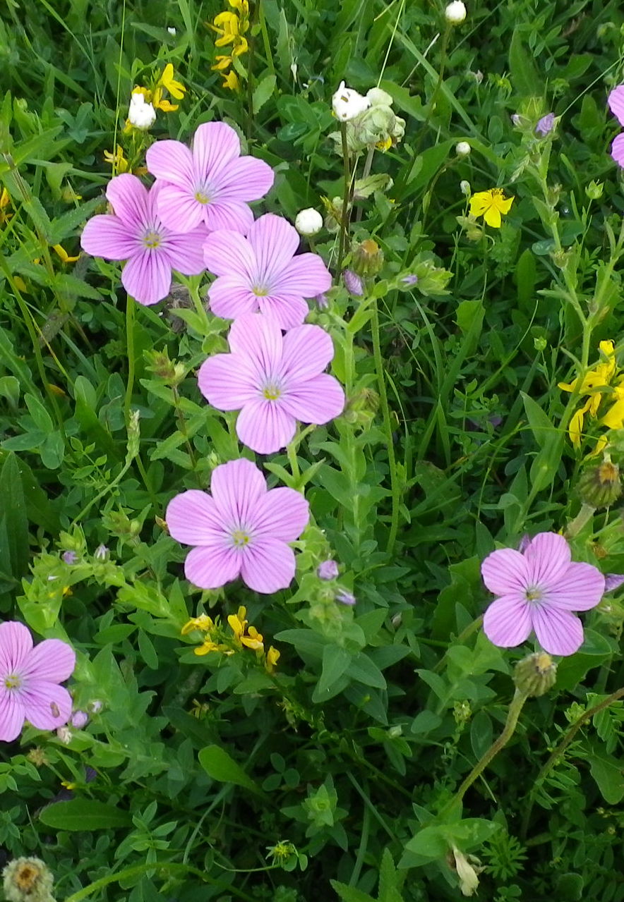 Fioritura di giugno - Linum viscosum L.